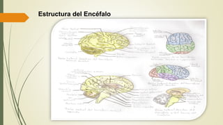 Estructura del Encéfalo
 
