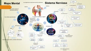 Axón
Dendrita
Se encuentra
Integrado por
un conjunto de
células
Es capaz de distribuir y regular
Formadas por cuerpos
Son células especializadas
Esenciales para recibir y cambiar información
Interno
Externo
Los organismos reaccionan ante los estímulos
Se divide en
Consta de
Médula
espinal
encéfalo
Sus funciones son
Percibir estímulos
externos
Se encarga de
Satisfacer las
necesidades mas
elementales
Es responsable de
Nuestros
pensamientos
Transmitir impulsos
nerviosos
Producir impulsos
efectores
Permite algunos
movimientos
reflejos
luego
Los transmite a los
músculos
esqueléticos
Conducir mensajes
hacia el cerebro
y
Está compuesto por Sistema
autónomo
Este a su vez se
compone de
Neuronas
sensoriales
Neuronas
motoras
Conducen los
mensajes al
Sistema Nervioso
Central
Músculos
esqueléticos
Actúa
independientemente
de la conciencia
Se divide en
simpático parasimpático
Activa al
organismo
Lo relaja y lo
restaura
Nervios
craneales y
raquídeos
A los niveles normales de
activación
Sistema
somático
transmiten ondas de
naturaleza eléctrica
Mapa Mental Sistema Nervioso
 