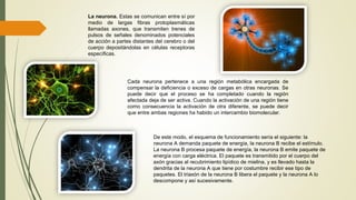 La neurona. Estas se comunican entre sí por
medio de largas fibras protoplasmáticas
llamadas axones, que transmiten trenes de
pulsos de señales denominados potenciales
de acción a partes distantes del cerebro o del
cuerpo depositándolas en células receptoras
específicas.
Cada neurona pertenece a una región metabólica encargada de
compensar la deficiencia o exceso de cargas en otras neuronas. Se
puede decir que el proceso se ha completado cuando la región
afectada deja de ser activa. Cuando la activación de una región tiene
como consecuencia la activación de otra diferente, se puede decir
que entre ambas regiones ha habido un intercambio biomolecular.
De este modo, el esquema de funcionamiento sería el siguiente: la
neurona A demanda paquete de energía, la neurona B recibe el estímulo.
La neurona B procesa paquete de energía, la neurona B emite paquete de
energía con carga eléctrica. El paquete es transmitido por el cuerpo del
axón gracias al recubrimiento lipídico de mielina, y es llevado hasta la
dendrita de la neurona A que tiene por costumbre recibir ese tipo de
paquetes. El triaxón de la neurona B libera el paquete y la neurona A lo
descompone y así sucesivamente.
 
