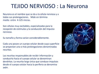 TEJIDO NERVIOSO : La Neurona
Neurona es el nombre que se da a la célula nerviosa y a
todas sus prolongaciones. Mide en término
medio entre 4-125 micras.
Son células muy excitables, especializadas para la
recepción de estímulos y la conducción del impulso
nervioso.
Su tamaño y forma varían considerablemente.
Cada una posee un cuerpo celular desde cuya
superficie se proyectan una o más prolongaciones
denominadas neuritas.
Las neuritas responsables de recibir información y
conducirla hacia el cuerpo celular se denominan
dendritas. La neurita larga única que conduce impulsos
desde el cuerpo celular hacia la periferia se denomina
axón.
 
