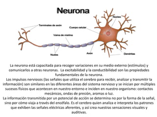 La neurona está capacitada para recoger variaciones en su medio externo (estímulos) y
comunicarlos a otras neuronas. La excitabilidad y la conductibilidad son las propiedades
fundamentales de la neurona.
Los impulsos nerviosos (las señales que utiliza el cerebro para recibir, analizar y transmitir la
información) son similares en las diferentes áreas del sistema nervioso y se inician por
múltiples sucesos físicos que acontecen en nuestro entorno e inciden en nuestro organismo:
contactos mecánicos, ondas de presión, aromas o luz.
La información transmitida por un potencial de acción se determina no por la forma de la
señal, sino por cómo viaja a través del encéfalo. Es el cerebro quien analiza e interpreta los
patrones que exhiben las señales eléctricas aferentes, y así crea nuestras sensaciones
visuales y auditivas.
 