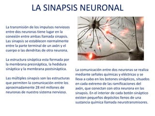 LA SINAPSIS NEURONAL
La transmisión de los impulsos nerviosos
entre dos neuronas tiene lugar en la
conexión entre ambas llamada sinapsis.
Las sinapsis se establecen normalmente
entre la parte terminal de un axón y el
cuerpo o las dendritas de otra neurona.
La estructura sináptica esta formada por
la membrana presináptica, la hedidura
sináptica y la membrana postsináptica.
Las múltiples sinapsis son las estructuras
que permiten la comunicación entre los
aproximadamente 28 mil millones de
neuronas de nuestro sistema nervioso.
La comunicación entre dos neuronas se
realiza mediante señales químicas y eléctricas
y se lleva a cabo en los botones sinápticos,
situados en cada extremo de las
ramificaciones del axón, que conectan con
otra neurona en las sinapsis. En el interior de
cada botón sináptico existen pequeños
depósitos llenos de una sustancia química
llamada neurotransmisores.
 