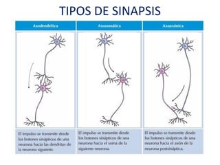 TIPOS DE SINAPSIS
 