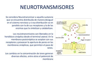 NEUROTRANSMISORES
Se considera Neurotransmisor a aquella
sustancia que se encuentra distribuida de
manera desigual en el sistema nervioso y si esa
distribución va en paralelo con la de sus
receptores y la de las enzimas que la sintetizan y
catabolizan.
Los neurotransmisores son liberados en la
hendidura sináptica desde el terminal axonal. En
la membrana postsináptica se acoplan con sus
receptores y provocan la apertura de poros en
las membranas sinápticas, que permiten el paso
de iones.
Los cambios en la concentración de iones
generan diversos efectos, entre otros el
potencial de membrana
 