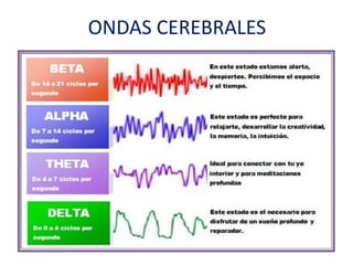 ONDAS CEREBRALES
 