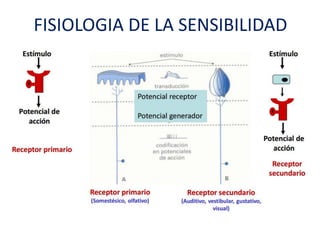 FISIOLOGIA DE LA SENSIBILIDAD
 