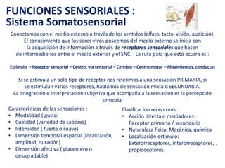 Conectamos con el medio externo a través de los sentidos (olfato, tacto, visión,
audición). El conocimiento que los seres vivos poseemos del medio externo se inicia con
la adquisición de información a través de receptores sensoriales que hacen
de intermediarios entre el medio exterior y el SNC. La ruta para que esto ocurra es :
Estímulo – Receptor sensorial – Centro, vía sensorial – Cerebro – Centro motor – Movimientos, conductas
Si se estimula un solo tipo de receptor nos referimos a una sensación PRIMARIA, si
se estimulan varios receptores, hablamos de sensación mixta o SECUNDARIA.
La integración e interpretación subjetiva que acompaña a la sensación es la percepción
sensorial
Características de las sensaciones :
• Modalidad ( gusto)
• Cualidad (variedad de sabores)
• Intensidad ( fuerte o suave)
• Dimensión temporal-espacial (localización,
amplitud, duración)
• Dimensión afectiva ( placentero o
desagradable)
Clasificación receptores :
• Acción directa o mediadores:
Receptor primario / secundario
• Naturaleza física: Mecánica, química
• Localización estímulo:
Exterorreceptores,
interorreceptores, . propioceptores.
FUNCIONES SENSORIALES :
Sistema Somatosensorial
 
