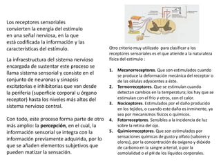 Con todo, este proceso forma parte de otro
más amplio: la percepción, en el cual, la
información sensorial se integra con la
información previamente adquirida, por lo
que se añaden elementos subjetivos que
pueden matizar la sensación.
Los receptores sensoriales
convierten la energía del estímulo
en una señal nerviosa, en la que
está codificada la información y las
características del estímulo.
La infraestructura del sistema nervioso
encargada de sustentar este proceso se
llama sistema sensorial y consiste en el
conjunto de neuronas y sinapsis
excitatorias e inhibitorias que van desde
la periferia (superficie corporal u órgano
receptor) hasta los niveles más altos del
sistema nervioso central.
Otro criterio muy utilizado para clasificar a los
receptores sensoriales es el que atiende a la
naturaleza física del estímulo :
1. Mecanorreceptores. Que son estimulados cuando
se produce la deformación mecánica del receptor
o de las células adyacentes a éste.
2. Termorreceptores. Que se estimulan cuando
detectan cambios en la temperatura; los hay que
se estimulan con el frío y otros, con el calor. 
3. Nociceptores. Estimulados por el daño producido
en los tejidos, o cuando este daño es inminente,
ya sea por mecanismos físicos o químicos.
4. Fotorreceptores. Sensibles a la incidencia de luz
sobre la retina del ojo. 
5. Quimiorreceptores. Que son estimulados por
sensaciones químicas de gusto y olfato (sabores y
olores), por la concentración de oxígeno y dióxido
de carbono en la sangre arterial, o por la
osmolalidad o el pH de los líquidos corporales.
 