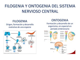 FILOGENIA Y ONTOGENIA DEL SISTEMA
NERVIOSO CENTRAL
FILOGENIA
Origen, formación y desarrollo
evolutivo de una especie
ONTOGENIA
Formación y desarrollo de un
organismo, en especial en
periodo embrionario
 