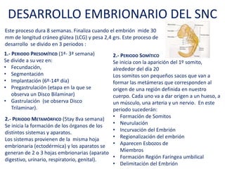 DESARROLLO EMBRIONARIO DEL SNC
Este proceso dura 8 semanas. Finaliza cuando el embrión mide
30 mm de longitud cráneo glútea (LCG) y pesa 2,4 grs. Este
proceso de desarrollo se divide en 3 periodos :
1.- PERIODO PRESOMÍTICO (1ª- 3ª semana)
Se divide a su vez en:
• Fecundación,
• Segmentación
• Implantación (6º-14º día)
• Pregastrulación (etapa en la que se
observa un Disco Bilaminar)
• Gastrulación (se observa Disco
Trilaminar).
2.- PERIODO SOMÍTICO
Se inicia con la aparición del 1º somito,
alrededor del día 20
Los somitos son pequeños sacos que van a
formar las metámeras que corresponden al
origen de una región definida en nuestro
cuerpo. Cada uno va a dar origen a un hueso,
a un músculo, una arteria y un nervio. En este
periodo sucederán:
• Formación de Somitos
• Neurulación
• Incurvación del Embrión
• Regionalización del embrión
• Aparecen Esbozos de
Miembros
• Formación Región Faríngea umbilical
• Delimitación del Embrión
2.- PERIODO METAMÓRFICO (5tay 8va semana)
Se inicia la formación de los órganos de los
distintos sistemas y aparatos.
Los sistemas provienen de la misma hoja
embrionaria (ectodérmica) y los aparatos se
generan de 2 o 3 hojas embrionarias (aparato
digestivo, urinario, respiratorio, genital).
 