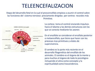 TELEENCEFALIZACION
Etapa del desarrollo fetal en la cual el proscencéfalo empieza a asumir el control sobre
las funciones del sistema nervioso previamente dirigidas por centros neurales más
Primitivo.
La corteza toma el control enviando impulsos
hacia el tálamo y las demás estructuras con las
que se conecta mediante los axones
En el encéfalo se consideran el encéfalo
posterior o metaencéfalo, que tiene que hacer
con los procesos mas primitivos y vitales de
supervivencia.
El cerebro es la parte más reciente en el
desarrollo filogenético del encéfalo de los
animales. El cerebro es el órgano de la mente y
para muchos el órgano de todo lo psicológico
incluyendo el alma como concepto y la
espiritualidad como trascendencia.
 