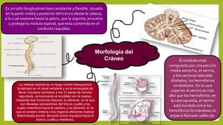 Morfología del
Cráneo El cerebelo está
compuesto por una porción
media estrecha, el vermis,
y dos sectores laterales
dilatados, los hemisferios
cerebelosos. En la cara
superior el vermis es más
alto que los hemisferios; en
la cara opuesta, el vermis
está hundido entre los
hemisferios formándose un
espacio llamado vallécula.
La médula espinal es un largo cordón blanquecino
localizado en el canal vertebral y es la encargada de
llevar impulsos nerviosos a los 31 pares de nervios
raquídeos, comunicando el encéfalo con el cuerpo,
mediante dos funciones básicas: la aferente, en la que
son llevadas sensaciones del tronco, cuello y los
cuatro miembros hacia el cerebro, y la eferente, en la
que el cerebro ordena a los órganos efectores realizar
determinada acción, llevando estos impulsos hacia el
tronco, cuello y miembros.
Es un tallo longitudinal óseo resistente y flexible, situado
en la parte media y posterior del tronco desde la cabeza,
a la cual sostiene hasta la pelvis, que la soporta, envuelve
y protege la medula espinal, que esta contenida en el
conducto raquídeo.
 