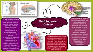 Morfología del
Cráneo
Son un grupo de núcleos
o masas de sustancia gris
(acumulaciones de
cuerpos o somas de
neuronas) que se hallan
en la base del cerebro,
entre las vías ascendentes
y descendentes de
sustancia blanca y a
horcajadas sobre el tronco
del encéfalo. Inicialmente,
el término se ocupó en
descripciones onto-
filogenéticas o en
clasificaciones
topográficas
Los ventrículos reciben sangre
de las cámaras superiores del
mismo lado del corazón, las
aurículas. Cada ventrículo se
contrae durante la sístole, que
es el período del cíclo cardíaco
en que el corazón bombea la
sangre hacia los pulmones y el
resto del cuerpo.
Es una sustancia presente
en el sistema nervioso,
tanto a nivel de encéfalo
como de médula espinal,
que realiza diversas
funciones como la
protección, el
mantenimiento de la
presión intracraneal y
estado de salud del órgano
pensante.
Su presencia en el sistema
nervioso se da
especialmente en el
espacio subaracnoideo
(entre la aracnoides y la
piamadre, dos de las
meninges que protegen el
encéfalo) y los ventrículos
cerebrales.
 