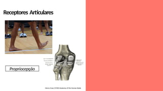 Receptores Articulares
Henry Gray (1918) Anatomy of the Human Body
Propriocepção
 