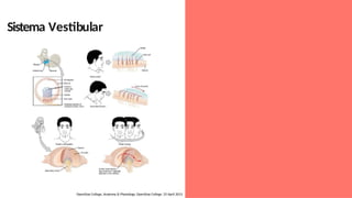 Sistema Vestibular
OpenStax College, Anatomy & Physiology. OpenStax College. 25 April 2013
 