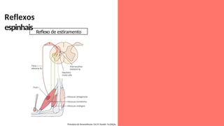 Reflexos
espinhais
Princípios de Neurociências. Eric R. Kandel. 5a Edição.
Reflexo de estiramento
 