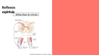 Reflexo flexor de retirada
Reflexos
espinhais
Princípios de Neurociências. Eric R. Kandel. 5a Edição.
 