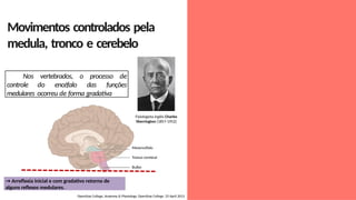 Movimentos controlados pela
medula, tronco e cerebelo
Nos vertebrados, o processo de
controle do encéfalo das funções
medulares ocorreu de forma gradativa
OpenStax College, Anatomy & Physiology. OpenStax College. 25 April 2013
Mesencéfalo
Tronco cerebral
Bulbo
→ Arreflexia inicial e com gradativo retorno de
alguns reflexos medulares.
Fisiologista inglês Charles
Sherrington (1857-1952)
 