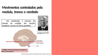 Movimentos controlados pela
medula, tronco e cerebelo
Nos vertebrados, o processo de
controle do encéfalo das funções
medulares ocorreu de forma gradativa
OpenStax College, Anatomy & Physiology. OpenStax College. 25 April 2013
Mesencéfalo
Tronco cerebral
Bulbo
→ Rigidez de descerebração (controle do
tônus e da postura)
Fisiologista inglês Charles
Sherrington (1857-1952)
 