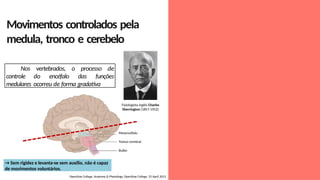 Movimentos controlados pela
medula, tronco e cerebelo
Nos vertebrados, o processo de
controle do encéfalo das funções
medulares ocorreu de forma gradativa
OpenStax College, Anatomy & Physiology. OpenStax College. 25 April 2013
Mesencéfalo
Tronco cerebral
Bulbo
→ Sem rigidez e levanta-se sem auxílio, não é capaz
de movimentos voluntários.
Fisiologista inglês Charles
Sherrington (1857-1952)
 