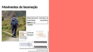 Movimentos de locomoção
Cazalets, Borde e Clarac (1995)
Princípios de Neurociências. Eric R. Kandel. 5a Edição.
controlada
por
Alternânciade membros é
neurônios
motores na
medula.
 
