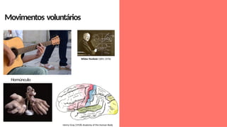 Movimentos voluntários
Wilder Penfield (1891-1976)
Homúnculo
Motor
Henry Gray (1918) Anatomy of the Human Body
 