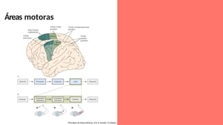 Áreas motoras
Princípios de Neurociências. Eric R. Kandel. 5a Edição.
 