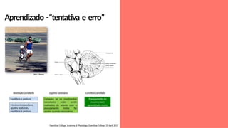 Aprendizado -“tentativa e erro”
Bob n Renee
OpenStax College, Anatomy & Physiology. OpenStax College. 25 April 2013
Equilíbrio e postura
Movimentos oculares,
ajustes posturais,
equilíbrio e postura
Compara se os movimentos
executados estão sendo
realizados de acordo com o
planejamento motor, faz
ajustes quando necessários
Planejamento do
movimento e
aprendizado motor
Vestíbulo-cerebelo Cérebro-cerebelo
Espino-cerebelo
 