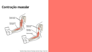 Contração muscular
OpenStax College, Anatomy & Physiology. OpenStax College. 25 April 2013
 