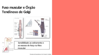 Fuso muscular e Órgão
Tendinoso de Golgi
Princípios de Neurociências. Eric R. Kandel. 5a Edição.
Sensibilidade ao estiramento e
ao excesso de força na fibra
muscular
 