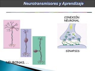 Neurociencias en el aula Slide 24