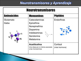 Neurociencias en el aula Slide 29