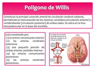 Constituye la principal conexión arterial de circulación cerebral colateral, 
permitiendo la interconexión de los sistemas carotídeos (circulación anterior) y 
vertebrobasilar (circulación posterior) de ambos lados. Se ubica en la fosa 
interpeduncular en la base del encéfalo. 
está constituido por: 
(1) la arteria comunicante anterior 
(2) las arterias cerebrales 
anteriores 
(3) una pequeña porción de 
ambas arterias carótidas internas 
(4) las arterias comunicantes 
posteriores 
(5) las arterias cerebrales 
posteriores. 
 