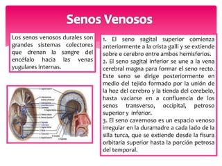 1. El seno sagital superior comienza 
anteriormente a la crista galli y se extiende 
sobre e cerebro entre ambos hemisferios. 
2. El seno sagital inferior se une a la vena 
cerebral magna para formar el seno recto. 
Este seno se dirige posteriormente en 
medio del tejido formado por la unión de 
la hoz del cerebro y la tienda del cerebelo, 
hasta vaciarse en a confluencia de los 
senos transverso, occipital, petroso 
superior y inferior. 
3. El seno cavernoso es un espacio venoso 
irregular en la duramadre a cada lado de la 
silla turca, que se extiende desde la fisura 
orbitaria superior hasta la porción petrosa 
del temporal. 
Los senos venosos durales son 
grandes sistemas colectores 
que drenan la sangre del 
encéfalo hacia las venas 
yugulares internas. 
 
