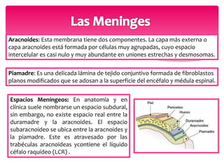 Aracnoides: Esta membrana tiene dos componentes. La capa más externa o 
capa aracnoides está formada por células muy agrupadas, cuyo espacio 
intercelular es casi nulo y muy abundante en uniones estrechas y desmosomas. 
Piamadre: Es una delicada lámina de tejido conjuntivo formada de fibroblastos 
planos modificados que se adosan a la superficie del encéfalo y médula espinal. 
Espacios Meníngeos: En anatomía y en 
clínica suele nombrarse un espacio subdural, 
sin embargo, no existe espacio real entre la 
duramadre y la aracnoides. El espacio 
subaracnoideo se ubica entre la aracnoides y 
la piamadre. Este es atravesado por las 
trabéculas aracnoideas ycontiene el líquido 
céfalo raquídeo (LCR) . 
 
