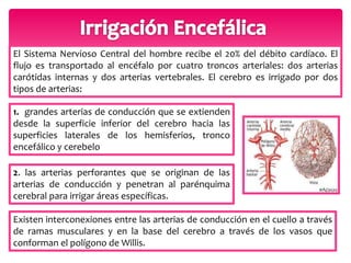 El Sistema Nervioso Central del hombre recibe el 20% del débito cardíaco. El 
flujo es transportado al encéfalo por cuatro troncos arteriales: dos arterias 
carótidas internas y dos arterias vertebrales. El cerebro es irrigado por dos 
tipos de arterias: 
1. grandes arterias de conducción que se extienden 
desde la superficie inferior del cerebro hacia las 
superficies laterales de los hemisferios, tronco 
encefálico y cerebelo 
2. las arterias perforantes que se originan de las 
arterias de conducción y penetran al parénquima 
cerebral para irrigar áreas específicas. 
Existen interconexiones entre las arterias de conducción en el cuello a través 
de ramas musculares y en la base del cerebro a través de los vasos que 
conforman el polígono de Willis. 
 