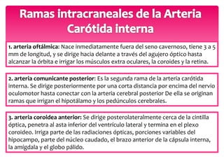 1. arteria oftálmica: Nace inmediatamente fuera del seno cavernoso, tiene 3 a 5 
mm de longitud, y se dirige hacia delante a través del agujero óptico hasta 
alcanzar la órbita e irrigar los músculos extra oculares, la coroides y la retina. 
2. arteria comunicante posterior: Es la segunda rama de la arteria carótida 
interna. Se dirige posteriormente por una corta distancia por encima del nervio 
oculomotor hasta conectar con la arteria cerebral posterior De ella se originan 
ramas que irrigan el hipotálamo y los pedúnculos cerebrales. 
3. arteria coroidea anterior: Se dirige posterolateralmente cerca de la cintilla 
óptica, penetra al asta inferior del ventrículo lateral y termina en el plexo 
coroideo. Irriga parte de las radiaciones ópticas, porciones variables del 
hipocampo, parte del núcleo caudado, el brazo anterior de la cápsula interna, 
la amígdala y el globo pálido. 
 