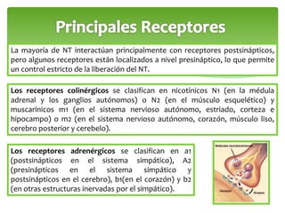 La mayoría de NT interactúan principalmente con receptores postsinápticos, 
pero algunos receptores están localizados a nivel presináptico, lo que permite 
un control estricto de la liberación del NT. 
Los receptores colinérgicos se clasifican en nicotínicos N1 (en la médula 
adrenal y los ganglios autónomos) o N2 (en el músculo esquelético) y 
muscarínicos m1 (en el sistema nervioso autónomo, estriado, corteza e 
hipocampo) o m2 (en el sistema nervioso autónomo, corazón, músculo liso, 
cerebro posterior y cerebelo). 
Los receptores adrenérgicos se clasifican en a1 
(postsinápticos en el sistema simpático), A2 
(presinápticos en el sistema simpático y 
postsinápticos en el cerebro), b1(en el corazón) y b2 
(en otras estructuras inervadas por el simpático). 
 