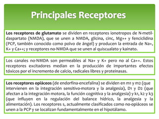 Los receptores de glutamato se dividen en receptores ionotropos de N-metil-daspartato 
(NMDA), que se unen a NMDA, glicina, cinc, Mg++ y fenciclidina 
(PCP, también conocido como polvo de ángel) y producen la entrada de Na+, 
K+ y Ca++; y receptores no-NMDA que se unen al quiscualato y kainato. 
Los canales no-NMDA son permeables al Na+ y K+ pero no al Ca++. Estos 
receptores excitadores median en la producción de importantes efectos 
tóxicos por el incremento de calcio, radicales libres y proteinasas. 
Los receptores opiáceos (de endorfina-encefalina) se dividen en m1 y m2 (que 
intervienen en la integración sensitivo-motora y la analgesia), D1 y D2 (que 
afectan a la integración motora, la función cognitiva y la analgesia) y k1, k2 y k3 
(que influyen en la regulación del balance hídrico, la analgesia y la 
alimentación). Los receptores s, actualmente clasificados como no-opiáceos se 
unen a la PCP y se localizan fundamentalmente en el hipotálamo. 
 