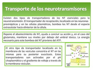 Existen dos tipos de transportadores de los NT esenciales para la 
neurotransmisión. El transportador de recaptación, localizado en las neuronas 
presinápticas y en las células plasmáticas, bombea los NT desde el espacio 
extracelular hacia elinterior de la célula. 
Repone el abastecimiento de NT, ayuda a concluir su acción y, en el caso del 
glutamato, mantiene sus niveles por debajo del umbral tóxico. La energía 
necesaria para este bombeo del NT proviene del ATP. 
El otro tipo de transportador localizado en la 
membrana de las vesículas concentra el NT en las 
mismas para su posterior exocitosis. Estos 
transportadores son activados por el pH 
citoplasmático y el gradiente de voltaje a través de 
la membrana vesicular. 
 