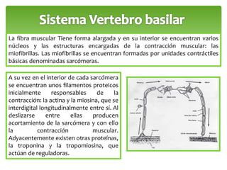 La fibra muscular Tiene forma alargada y en su interior se encuentran varios 
núcleos y las estructuras encargadas de la contracción muscular: las 
miofibrillas. Las miofibrillas se encuentran formadas por unidades contráctiles 
básicas denominadas sarcómeras. 
A su vez en el interior de cada sarcómera 
se encuentran unos filamentos proteicos 
inicialmente responsables de la 
contracción: la actina y la miosina, que se 
interdigital longitudinalmente entre sí. Al 
deslizarse entre ellas producen 
acortamiento de la sarcómera y con ello 
la contracción muscular. 
Adyacentemente existen otras proteínas, 
la troponina y la tropomiosina, que 
actúan de reguladoras. 
