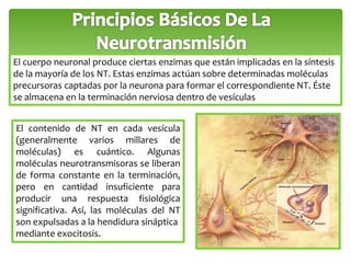El cuerpo neuronal produce ciertas enzimas que están implicadas en la síntesis 
de la mayoría de los NT. Estas enzimas actúan sobre determinadas moléculas 
precursoras captadas por la neurona para formar el correspondiente NT. Éste 
se almacena en la terminación nerviosa dentro de vesículas 
El contenido de NT en cada vesícula 
(generalmente varios millares de 
moléculas) es cuántico. Algunas 
moléculas neurotransmisoras se liberan 
de forma constante en la terminación, 
pero en cantidad insuficiente para 
producir una respuesta fisiológica 
significativa. Así, las moléculas del NT 
son expulsadas a la hendidura sináptica 
mediante exocitosis. 
 