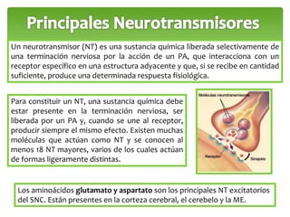 Un neurotransmisor (NT) es una sustancia química liberada selectivamente de 
una terminación nerviosa por la acción de un PA, que interacciona con un 
receptor específico en una estructura adyacente y que, si se recibe en cantidad 
suficiente, produce una determinada respuesta fisiológica. 
Para constituir un NT, una sustancia química debe 
estar presente en la terminación nerviosa, ser 
liberada por un PA y, cuando se une al receptor, 
producir siempre el mismo efecto. Existen muchas 
moléculas que actúan como NT y se conocen al 
menos 18 NT mayores, varios de los cuales actúan 
de formas ligeramente distintas. 
Los aminoácidos glutamato y aspartato son los principales NT excitatorios 
del SNC. Están presentes en la corteza cerebral, el cerebelo y la ME. 
 