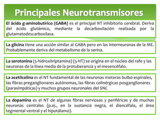 El ácido g-aminobutírico (GABA) es el principal NT inhibitorio cerebral. Deriva 
del ácido glutámico, mediante la decarboxilación realizada por la 
glutamatodescarboxilasa. 
La glicina tiene una acción similar al GABA pero en las interneuronas de la ME. 
Probablemente deriva del metabolismo de la serina. 
La serotonina (5-hidroxitriptamina) (5-HT) se origina en el núcleo del rafe y las 
neuronas de la línea media de la protuberancia y el mesencéfalo. 
La acetilcolina es el NT fundamental de las neuronas motoras bulbo-espinales, 
las fibras preganglionares autónomas, las fibras colinérgicas posganglionares 
(parasimpáticas) y muchos grupos neuronales del SNC 
La dopamina es el NT de algunas fibras nerviosas y periféricas y de muchas 
neuronas centrales (p.ej., en la sustancia negra, el diencéfalo, el área 
tegmental ventral y el hipotálamo). 
 