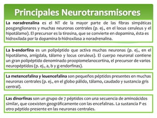 La noradrenalina es el NT de la mayor parte de las fibras simpáticas 
posganglionares y muchas neuronas centrales (p. ej., en el locus ceruleus y el 
hipotálamo). El precursor es la tirosina, que se convierte en dopamina, ésta es 
hidroxilada por la dopamina b-hidroxilasa a noradrenalina. 
La b-endorfina es un polipéptido que activa muchas neuronas (p. ej., en el 
hipotálamo, amígdala, tálamo y locus ceruleus). El cuerpo neuronal contiene 
un gran polipéptido denominado proopiomelanocortina, el precursor de varios 
neuropéptidos (p. ej., a, b y g-endorfinas). 
La metencefalina y leuencefalina son pequeños péptidos presentes en muchas 
neuronas centrales (p. ej., en el globo pálido, tálamo, caudado y sustancia gris 
central). 
Las dinorfinas son un grupo de 7 péptidos con una secuencia de aminoácidos 
similar, que coexisten geográficamente con las encefalinas. La sustancia P es 
otro péptido presente en las neuronas centrales. 
 