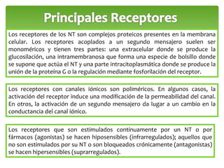 Los receptores de los NT son complejos proteicos presentes en la membrana 
celular. Los receptores acoplados a un segundo mensajero suelen ser 
monoméricos y tienen tres partes: una extracelular donde se produce la 
glucosilación, una intramembranosa que forma una especie de bolsillo donde 
se supone que actúa el NT y una parte intracitoplasmática donde se produce la 
unión de la proteína G o la regulación mediante fosforilación del receptor. 
Los receptores con canales iónicos son poliméricos. En algunos casos, la 
activación del receptor induce una modificación de la permeabilidad del canal. 
En otros, la activación de un segundo mensajero da lugar a un cambio en la 
conductancia del canal iónico. 
Los receptores que son estimulados continuamente por un NT o por 
fármacos (agonistas) se hacen hiposensibles (infrarregulados); aquellos que 
no son estimulados por su NT o son bloqueados crónicamente (antagonistas) 
se hacen hipersensibles (suprarregulados). 
 