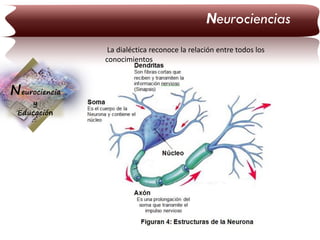 Neurociencias
La dialéctica reconoce la relación entre todos los
conocimientos

Neurociencia
y
Educación

 