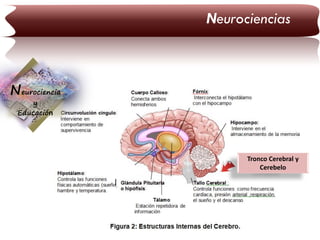 Neurociencias

Neurociencia
y
Educación

Tronco Cerebral y
Cerebelo

 