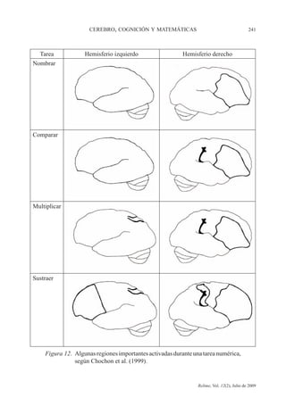 CEREBRO, COGNICIÓN Y MATEMÁTICAS 241
Relime, Vol. 12(2), Julio de 2009
Tarea Hemisferio izquierdo Hemisferio derecho
Nombrar
Comparar
Multiplicar
Sustraer
Figura 12. Algunasregionesimportantesactivadasduranteunatareanumérica,
según Chochon et al. (1999).
 
