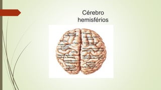 Cérebro
hemisférios
 